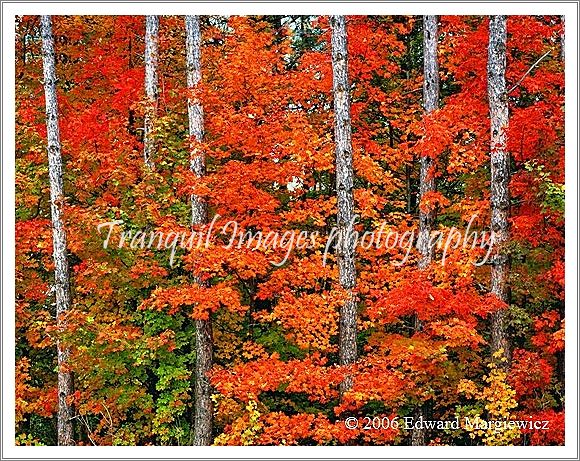 450161---Fall foliage and pine tree trunks 